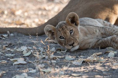 Aslan yavrusu çimlerde