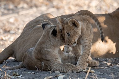 mother and daughter playing with a lion cub