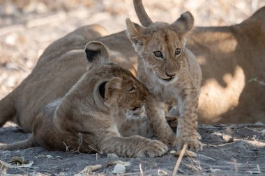Güney Afrika 'da annesinin yanında genç bir aslan var.
