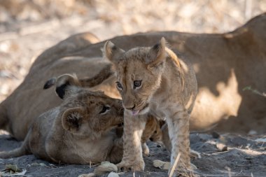 a lion cub laying in the sand in the etosha national park