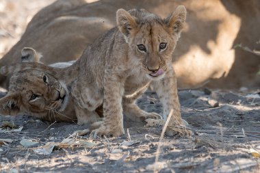 Yavru anne aslan yavrusu annesiyle oynuyor.