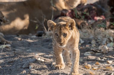 Güney Afrika 'daki Kruger Ulusal Parkı' nda aslan yavrusu.