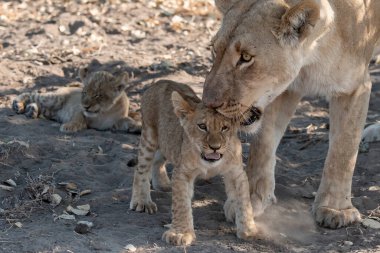 Yavru aslan Güney Afrika 'daki Kruger Ulusal Parkı' nda yavruladı..