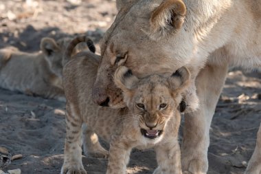 Çalılıktaki aslan yavruları