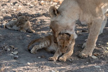 Anne yavrusu ve aslanı