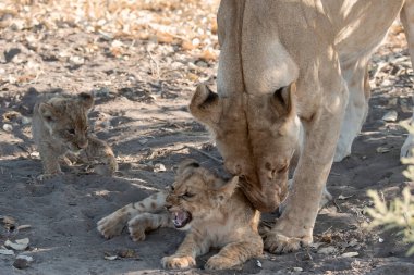 Aslan yavrusu ve anne, Güney Afrika 'daki Kruger parkındaki ulusal parkta annesiyle besleniyor..