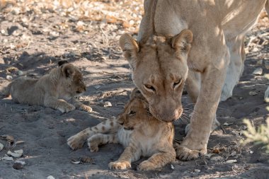 Anne ile aslan yavrusu