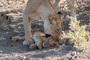Aslan yavrusu ve anne yavrusu