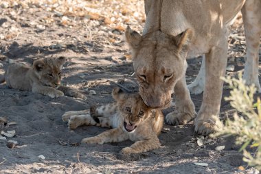 Genç aslan yavrusu anne tarafından besleniyor.