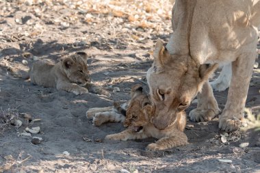 Kruger Ulusal Parkı 'nda yavrusu olan genç bir aslan ailesi..