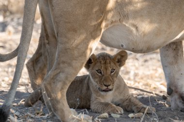 Genç aslan yavrusu çimenlerde yatıyor..