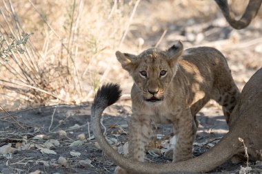 female lion walking in the grass in namibia