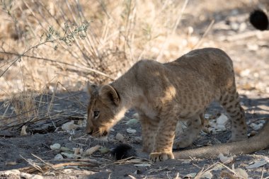Güney Afrika 'daki Kruger Ulusal Parkı' nda aslan var.