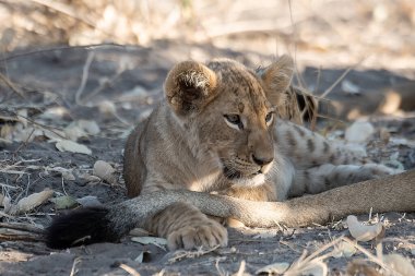 Afrika 'nın güneyindeki Kruger Milli Parkı' nda çimenlerde yatan yavru bir aslan. Felidae familyasından Specie Panthera Leo ailesi.