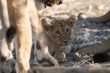 Savanda yavrusu olan bir aslan.