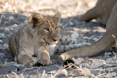 Etoşa Ulusal Parkı 'ndaki Afrika aslanı.