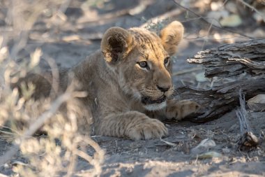 Genç aslan Chobe Ulusal Parkı 'nda yerde yatıyor. botswana.