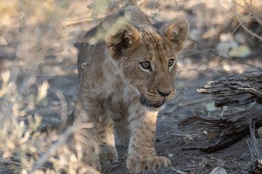 lion cub in etosha national park in namibia