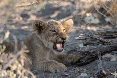 Güney Afrika 'daki Kruger Ulusal Parkı' nda aslan yavrusu.