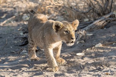 Etoşa namibya aslanı