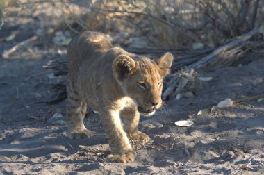 Afrika savanındaki vahşi Afrika aslanı.
