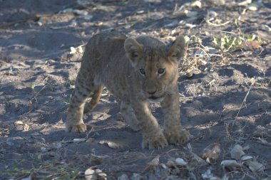 Aslan yavrusu yerde yürüyor.