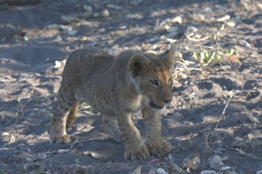 Namibya 'daki genç çita