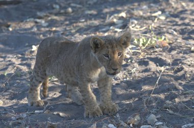 Etoşa Ulusal Parkı, Namibya 'da aslan (panthera leo) yavrusu