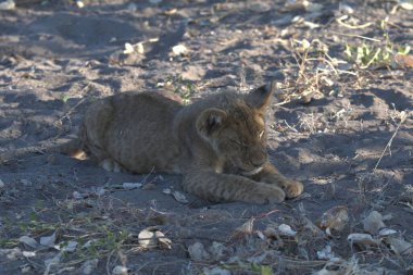 Aslan yavrusu doğada