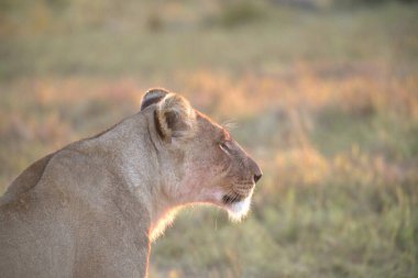 Afrika 'nın bozkırındaki aslan