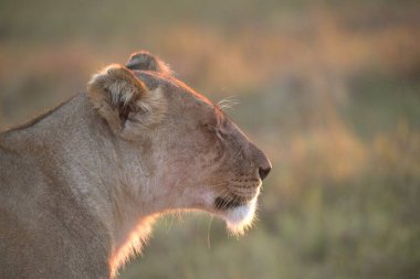 Bir erkek aslan bozkırda