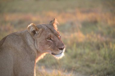 Kenya savanındaki aslan