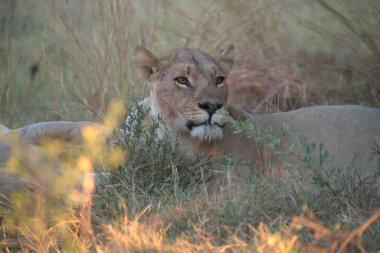 Aslan (panthera leo). Çimlerdeki aslan.