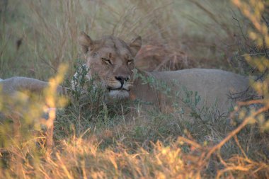 Aslan (panthera leo) Chobe Milli Parkı, Botswana 'da