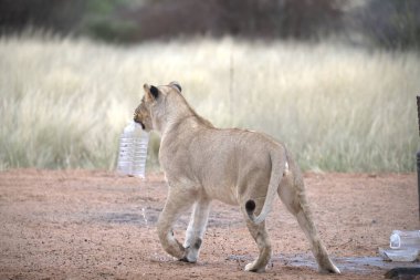 Namibya 'da su içen beyaz bir kaplan.