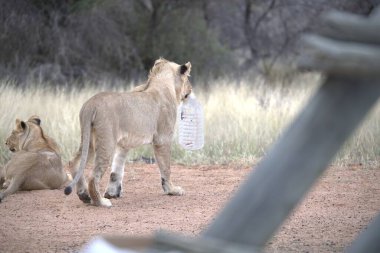 Parktaki hayvanat bahçesindeki aslanlar