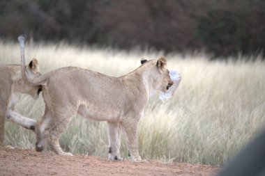 Namibya 'daki Etoşa Ulusal Parkı' nda aslanlar.
