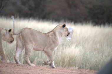Parktaki bir aslanın yakın plan fotoğrafı.