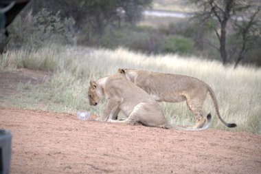 Genç bir dişi aslanın büyük bir aslanla güzel bir fotoğrafı.