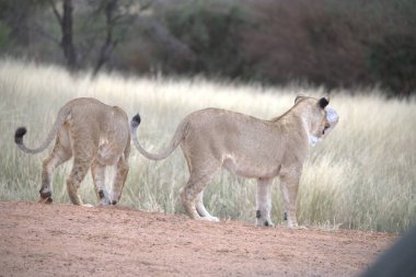Savanadaki bir grup aslan.