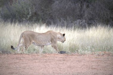 Savannah dişi aslan