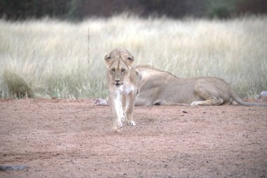 Kenya savanındaki aslan