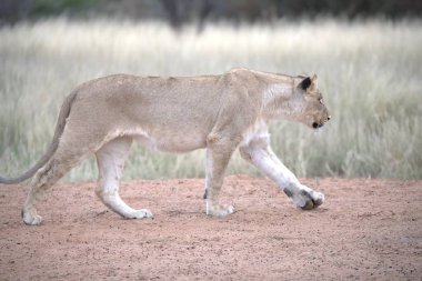 Aslan kuru çimenlerde yürüyor
