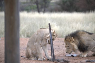 Hayvanat bahçesinde dişi aslan (panthera leo).