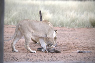 Yetişkin bir aslanın çöldeki yakın çekimi.