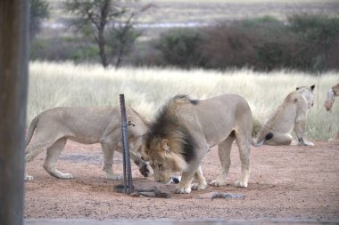 Aslan ın kruger national park, Güney Afrika