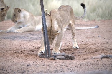 Aslan (panthera leo) hayvanat bahçesinde dinleniyor