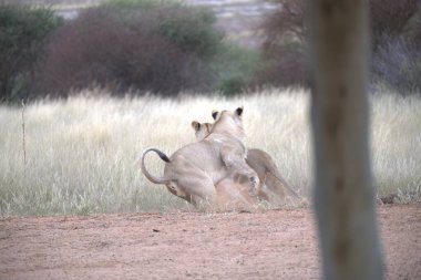 Dişi aslan çimenlerde yürüyor.