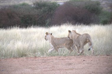 Savanadaki vahşi hayvanlar