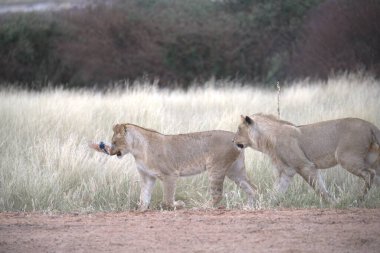 Aslan yiyen aslanlar.